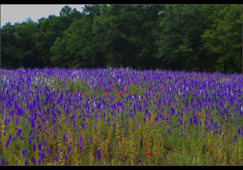purple larkspur field.jpg